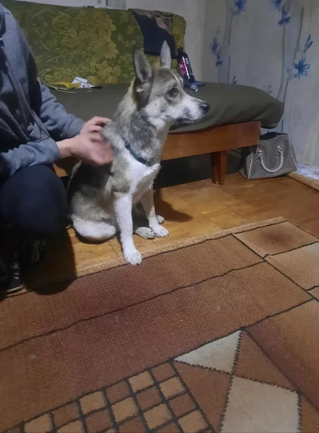 Dzhek (Джек), male 3yo Mixed Breed for adoption at Happy Paw Kyiv