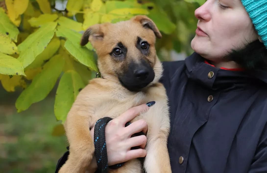 Emma (Емма), female 3yo Mixed Breed for adoption at Happy Paw Kyiv