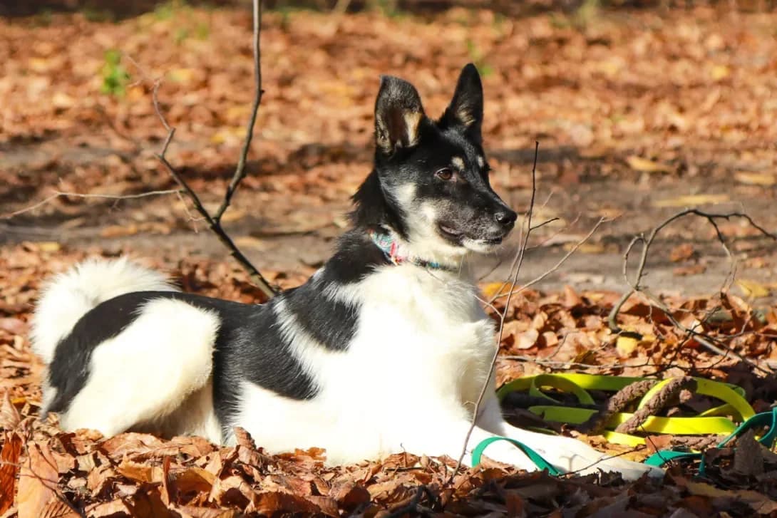 Lyeo (Лєо), male 3yo Mixed Breed for adoption at Happy Paw Kyiv