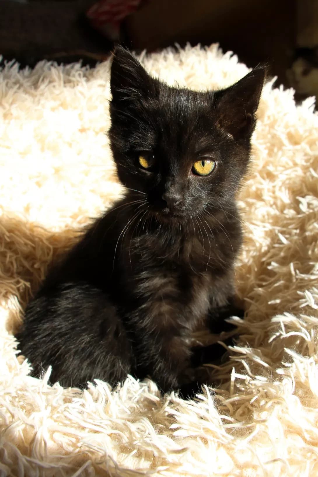 Blek (Блек), male young Mixed Breed for adoption at Happy Paw Kyiv