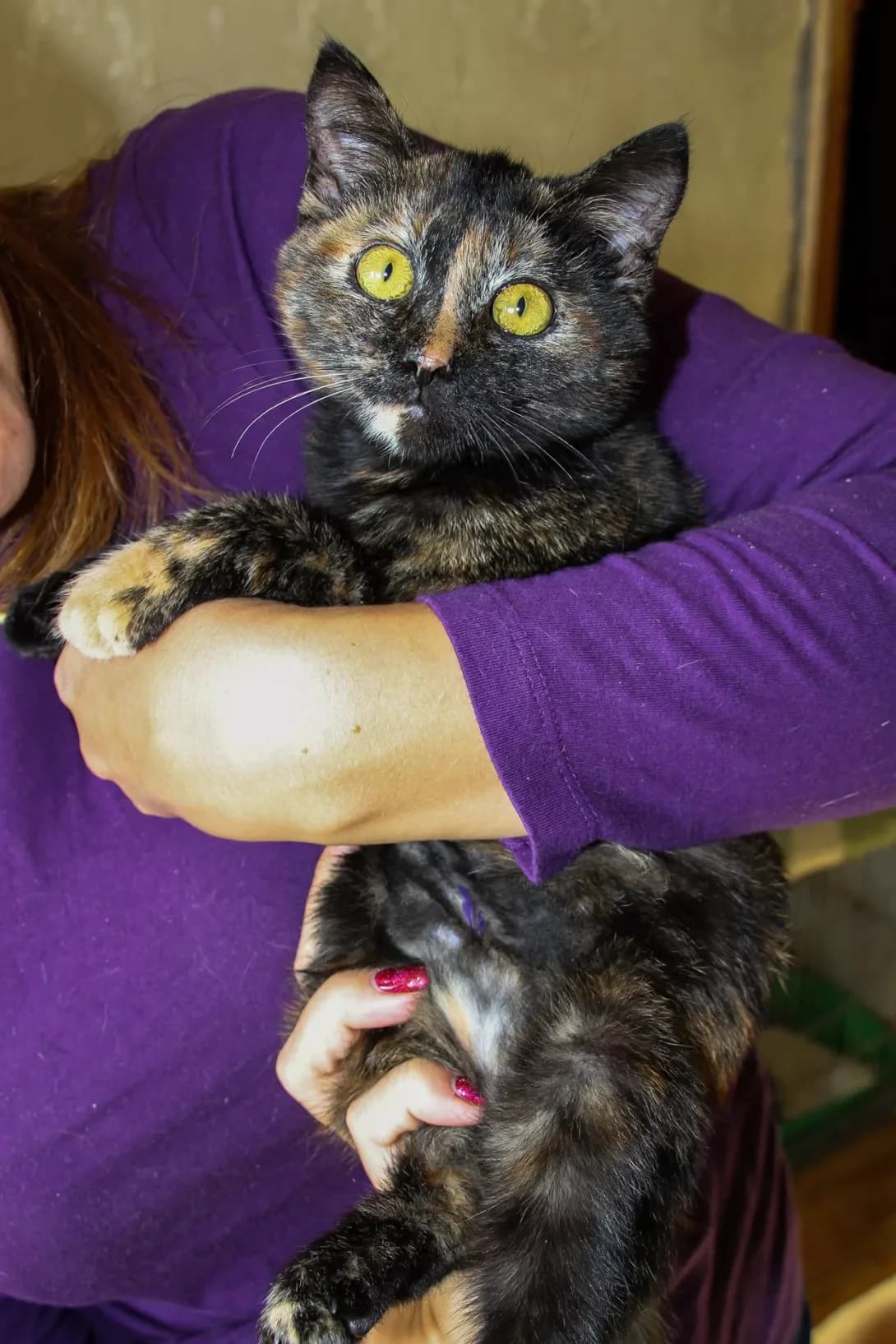Zlata (Злата), female young Mixed Breed for adoption at Happy Paw Kyiv