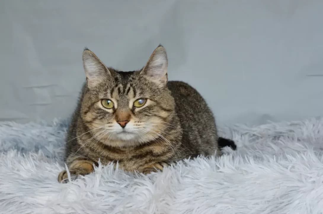 Sonata (Соната), female 3yo Mixed Breed for adoption at Happy Paw Kyiv
