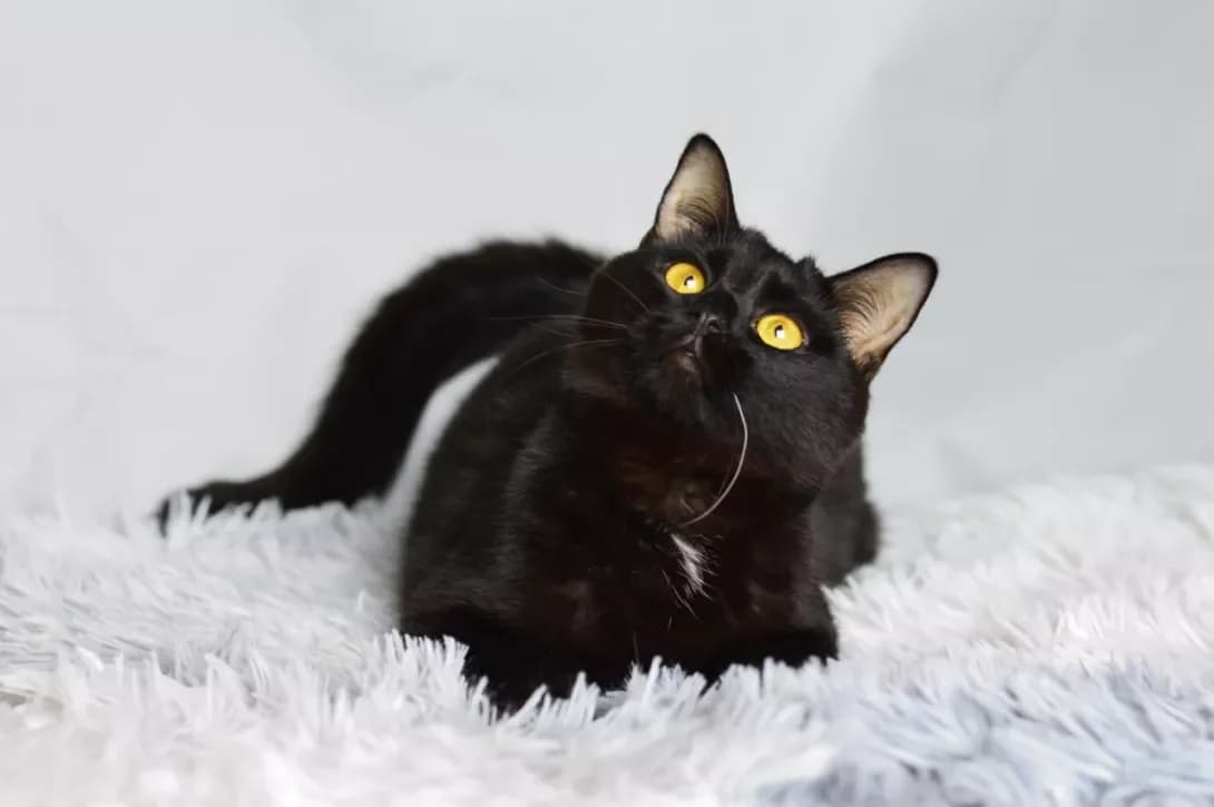 Abrams (Абрамс), male 3yo Mixed Breed for adoption at Happy Paw Kyiv