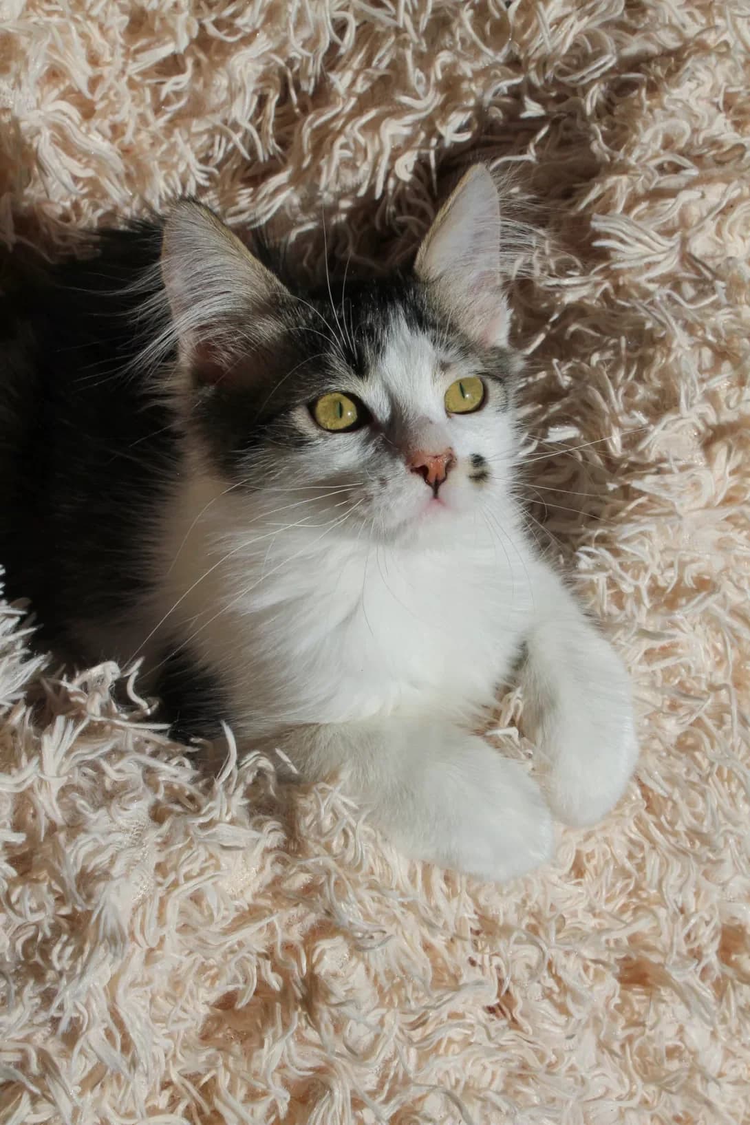 Ken (Кен), male young Mixed Breed for adoption at Happy Paw Kyiv