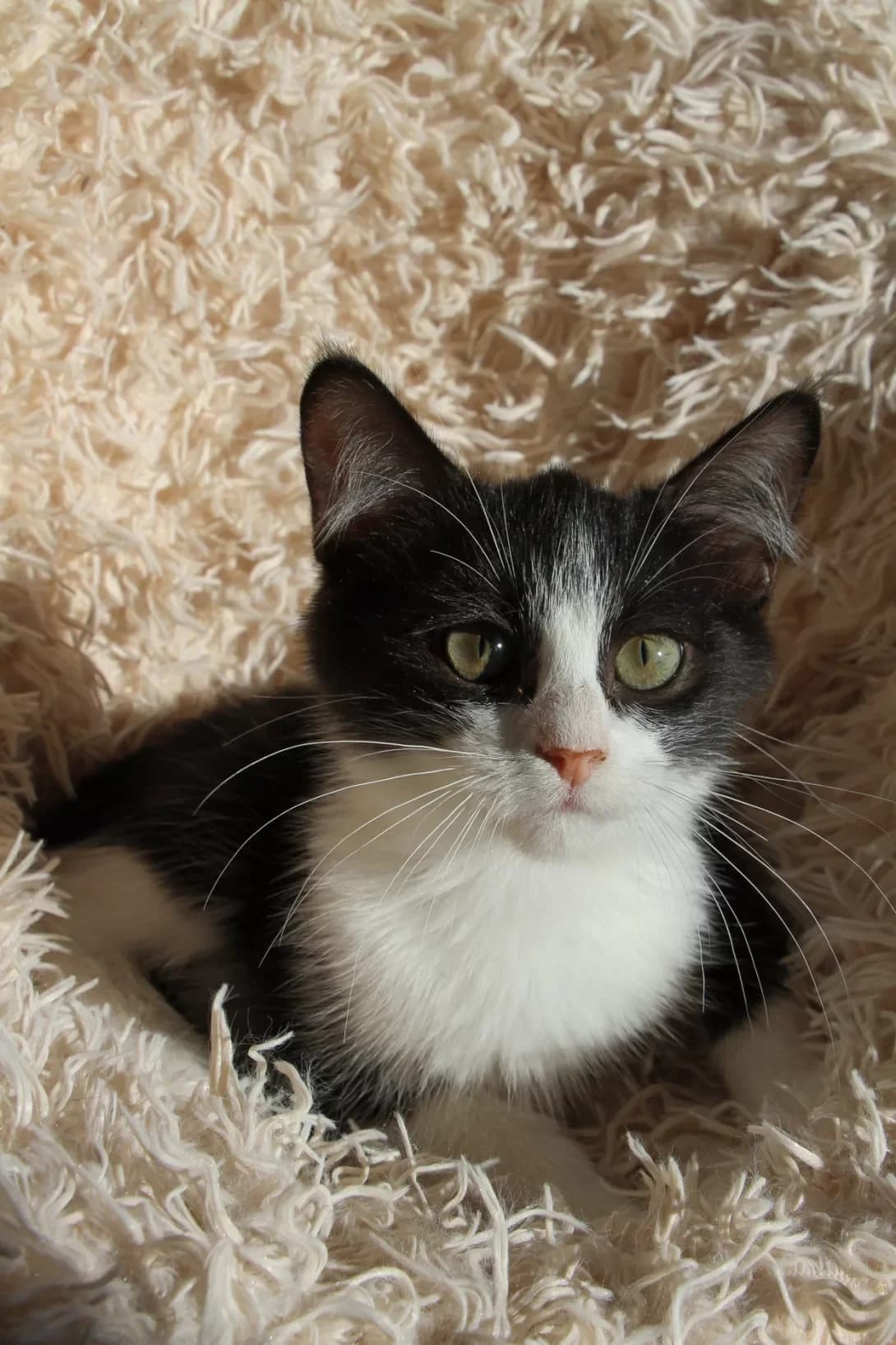Kruz (Круз), male young Mixed Breed for adoption at Happy Paw Kyiv