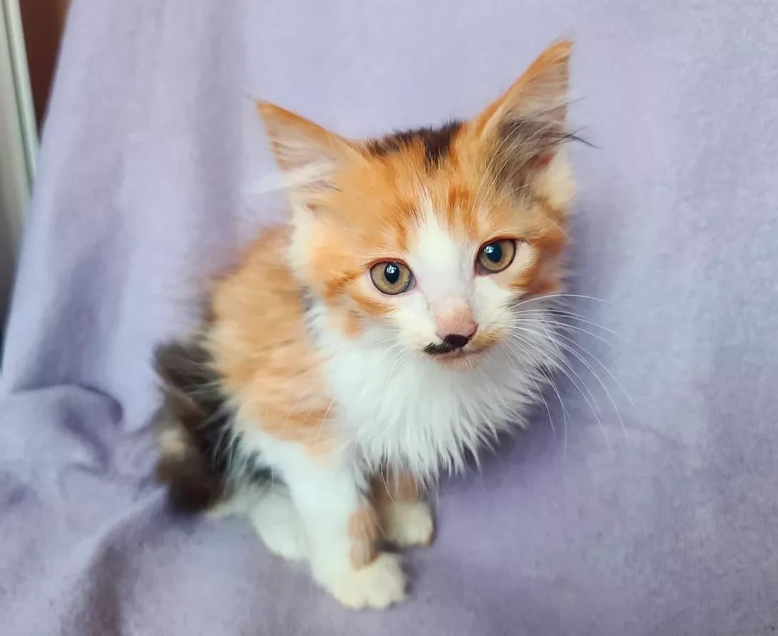 Rusya (Руся), female young Mixed Breed for adoption at Happy Paw Kyiv