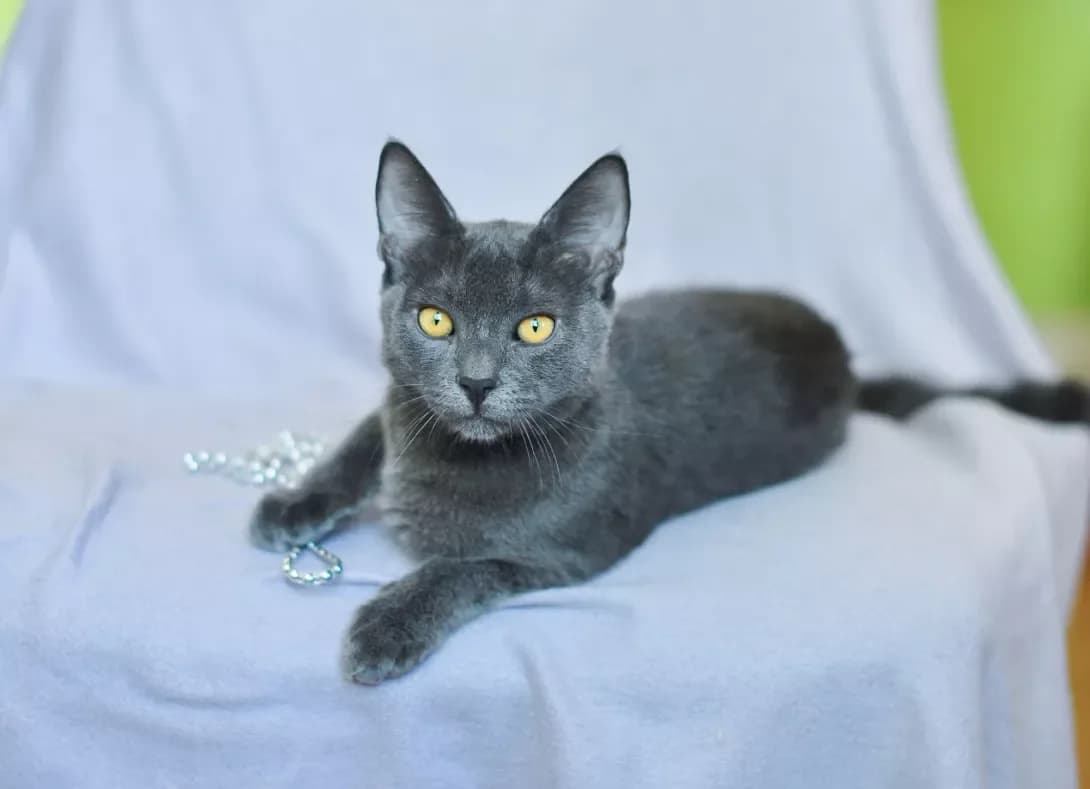 Maugli (Маугли), male young Mixed Breed for adoption at Happy Paw Kyiv