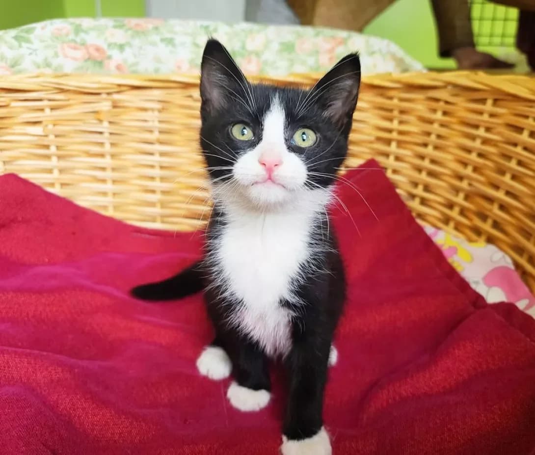 Maykl (Майкл), male young Mixed Breed for adoption at Happy Paw Kyiv