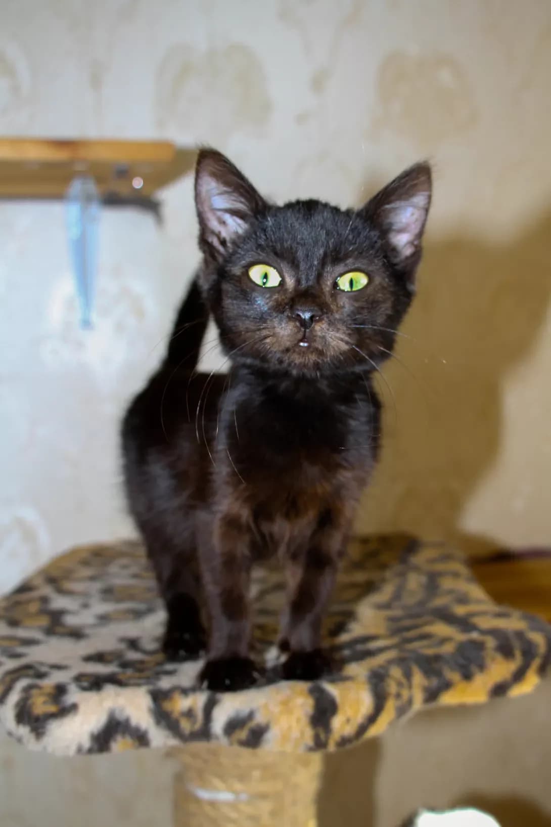 Bayas (Баяс), female young Mixed Breed for adoption at Happy Paw Kyiv
