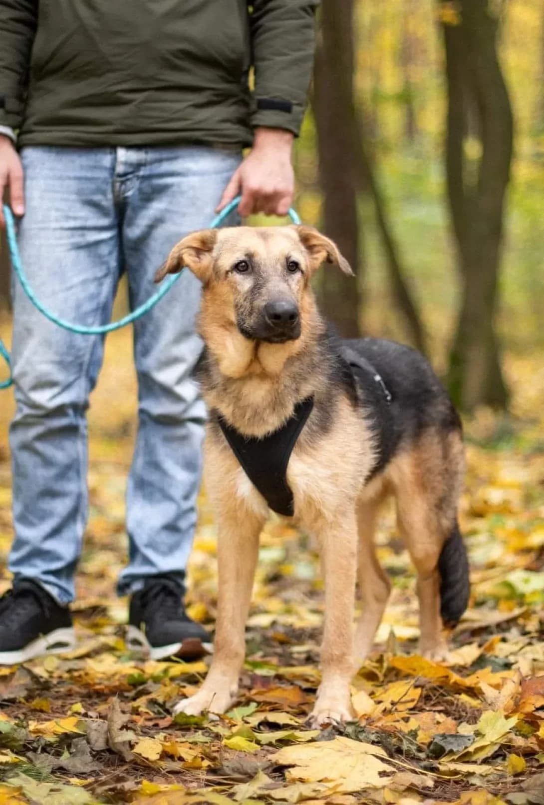 Tim (Тім), male 3yo Mixed Breed for adoption at Happy Paw Kyiv