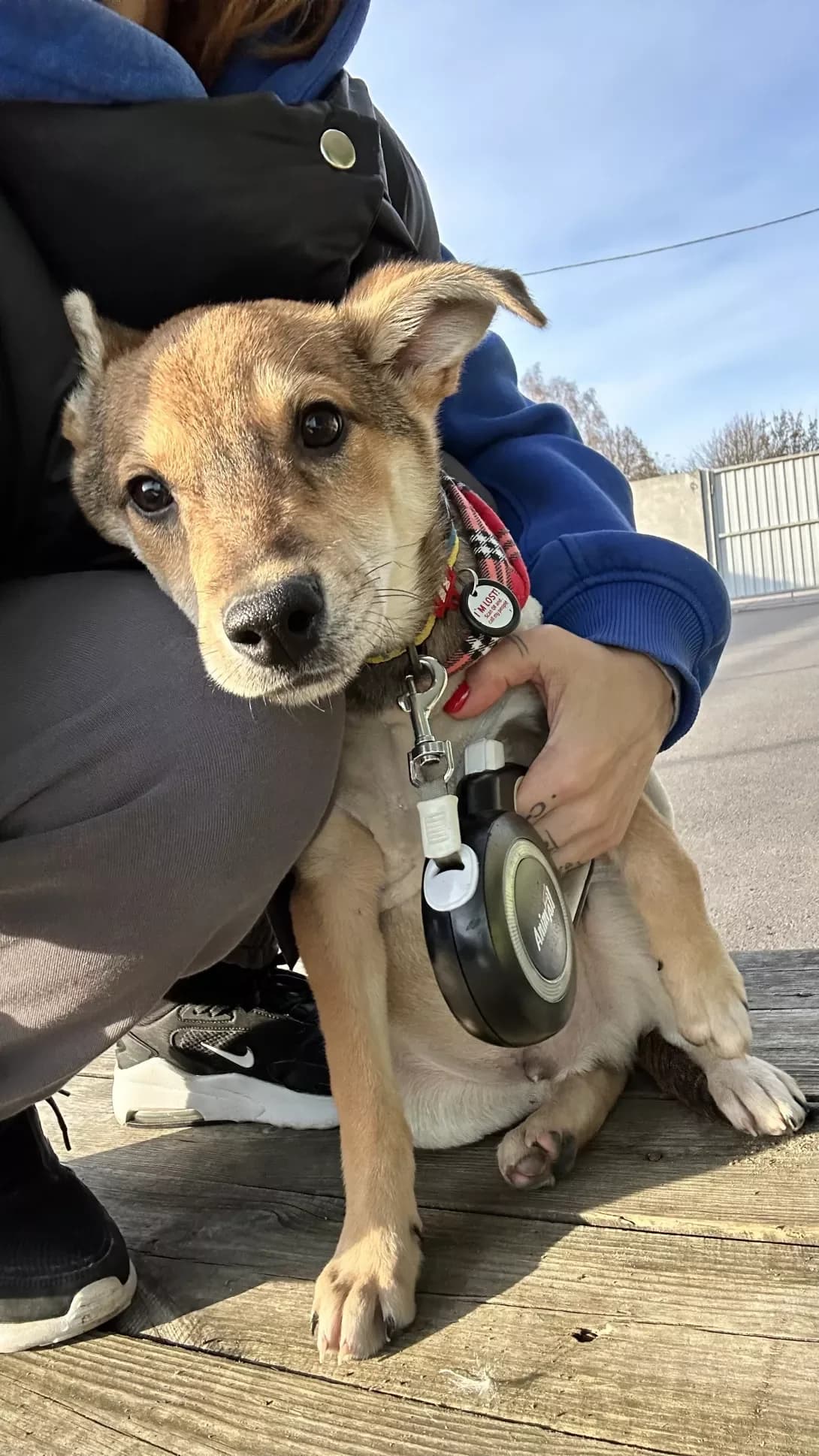 Richchi (Річчі), Mixed Breed (Happy Paw Kyiv Oblast)