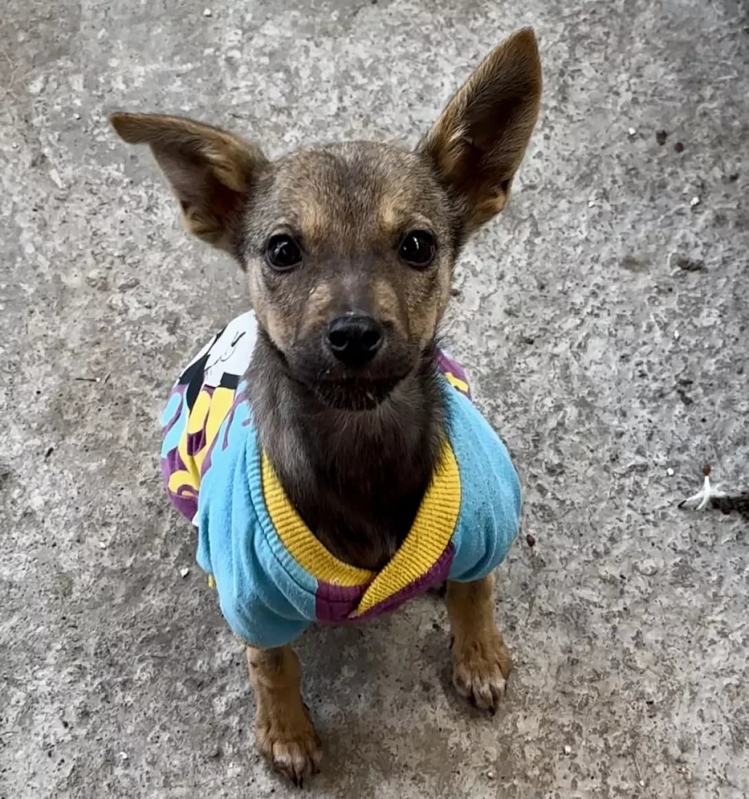 Khloya (Хлоя), Mixed Breed (Happy Paw Kyiv Oblast)