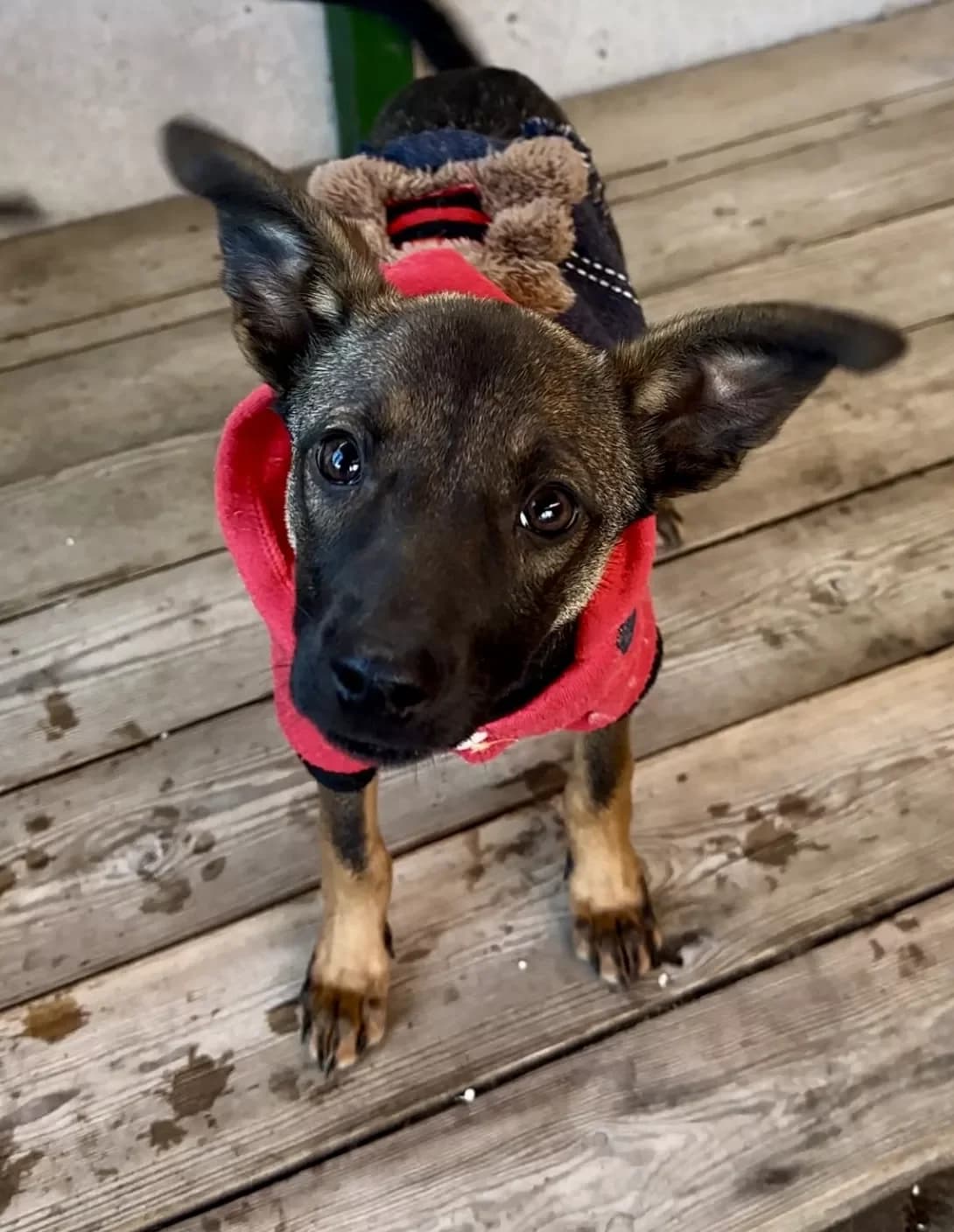 Vishnya (Вишня), Mixed Breed (Happy Paw Kyiv Oblast)
