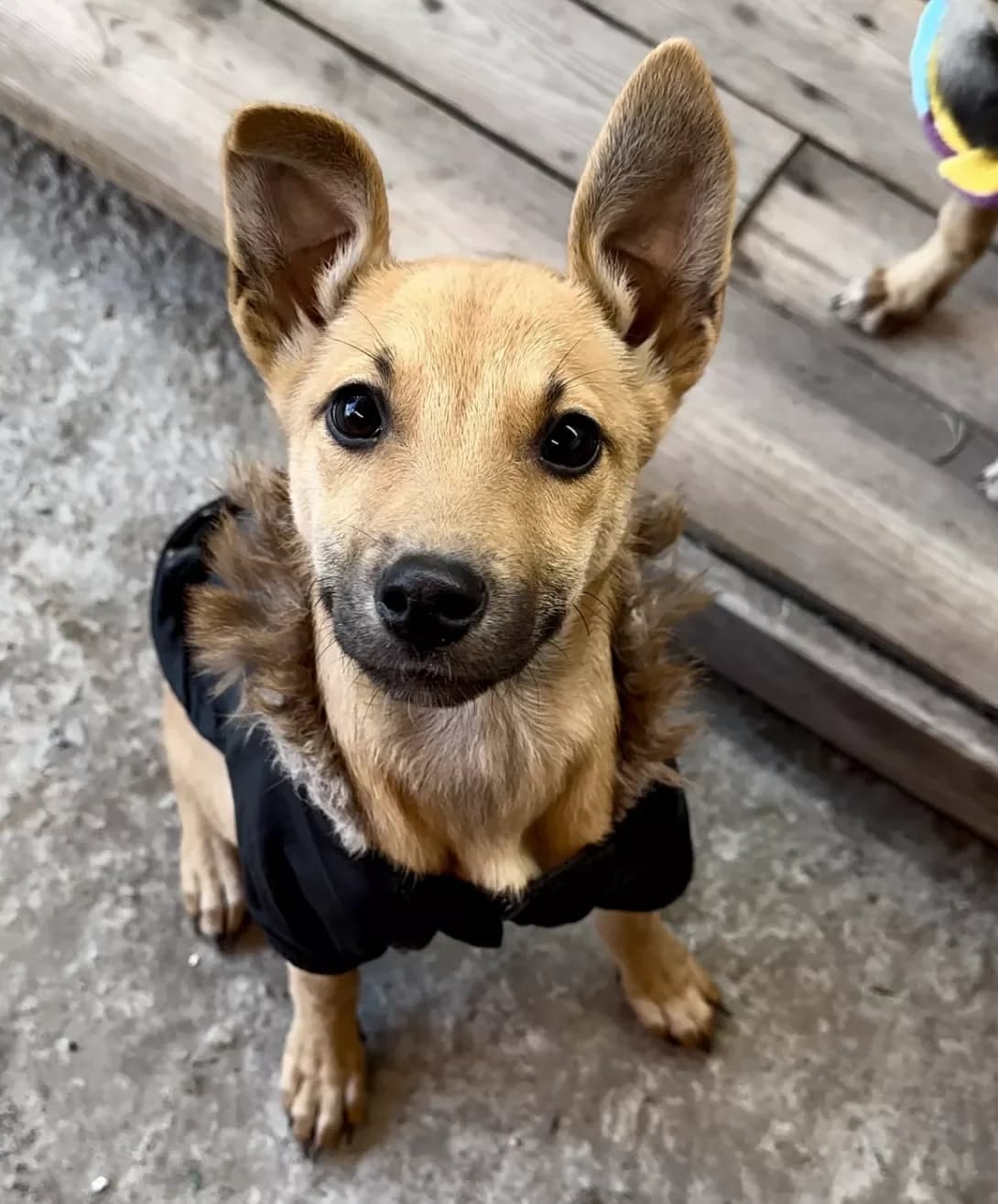 Lyalya (Ляля), Mixed Breed (Happy Paw Kyiv Oblast)