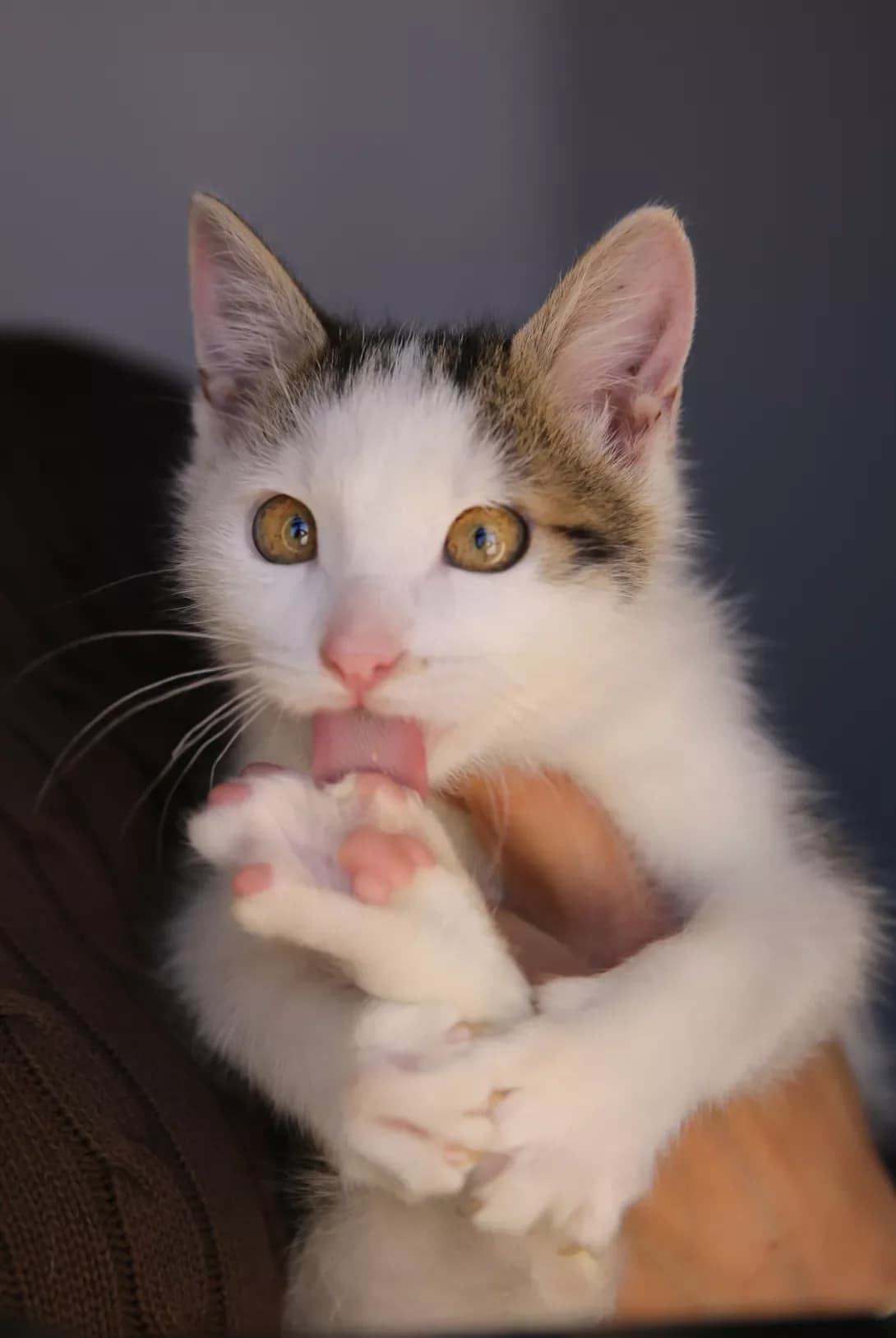 Elis (Еліс), male young Mixed Breed for adoption at Happy Paw Kyiv