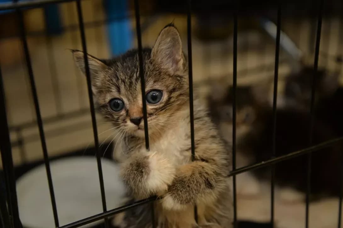 Koshenya (Кошеня), Mixed Breed (Happy Paw Kyiv Oblast)
