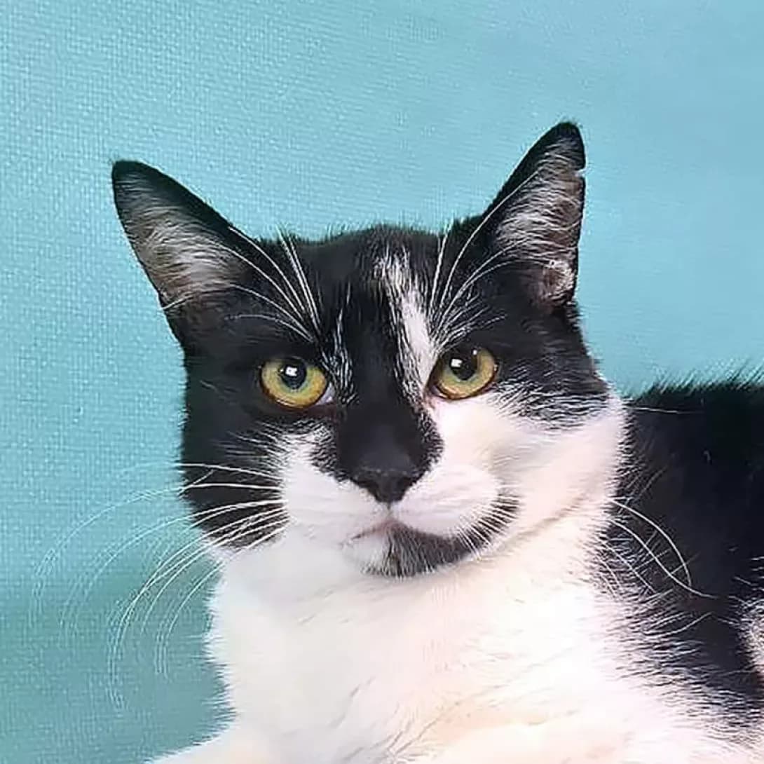 Osvald (Освальд), male 3yo Mixed Breed for adoption at Happy Paw Kyiv