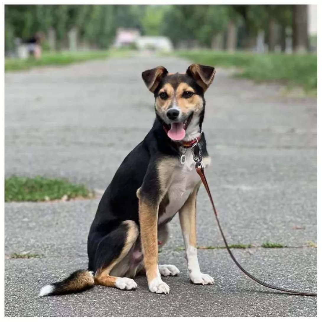 Chappi (Чаппи), male 4yo Mixed Breed for adoption at Happy Paw Kyiv