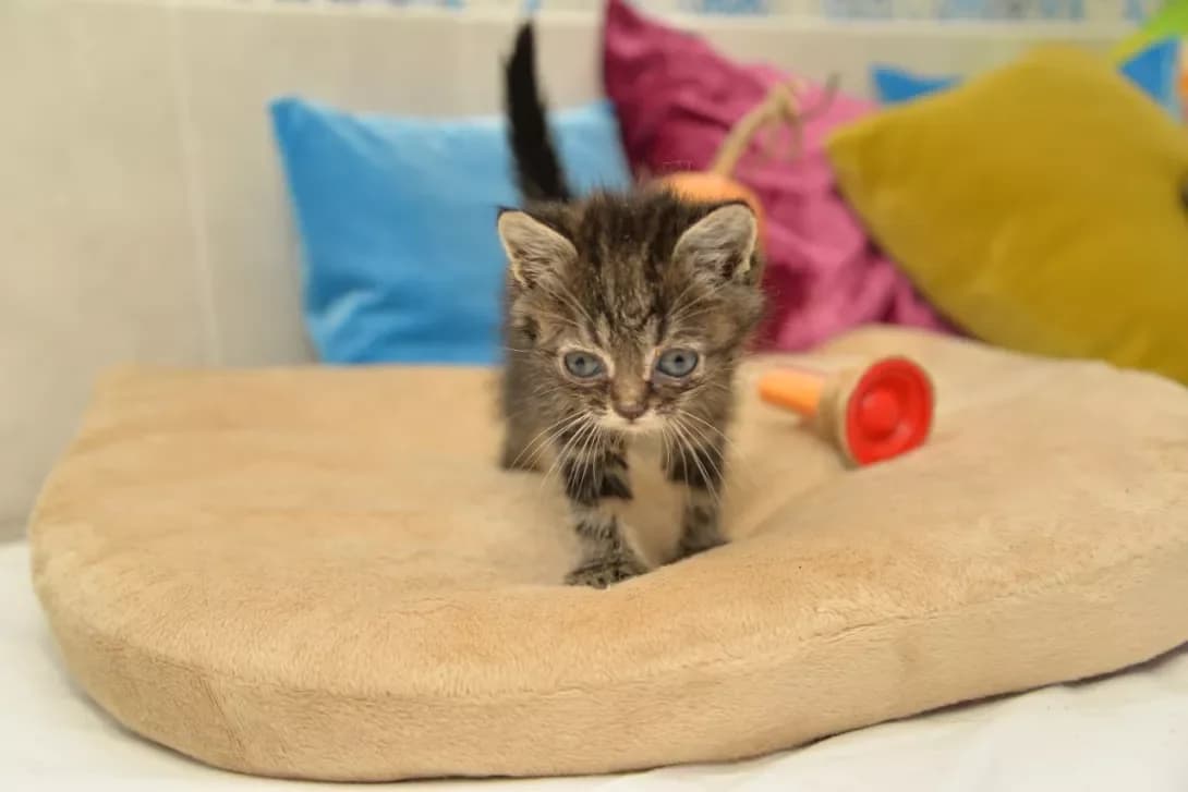 Koshenya (Кошеня), male young Mixed Breed for adoption at Happy Paw Kyiv