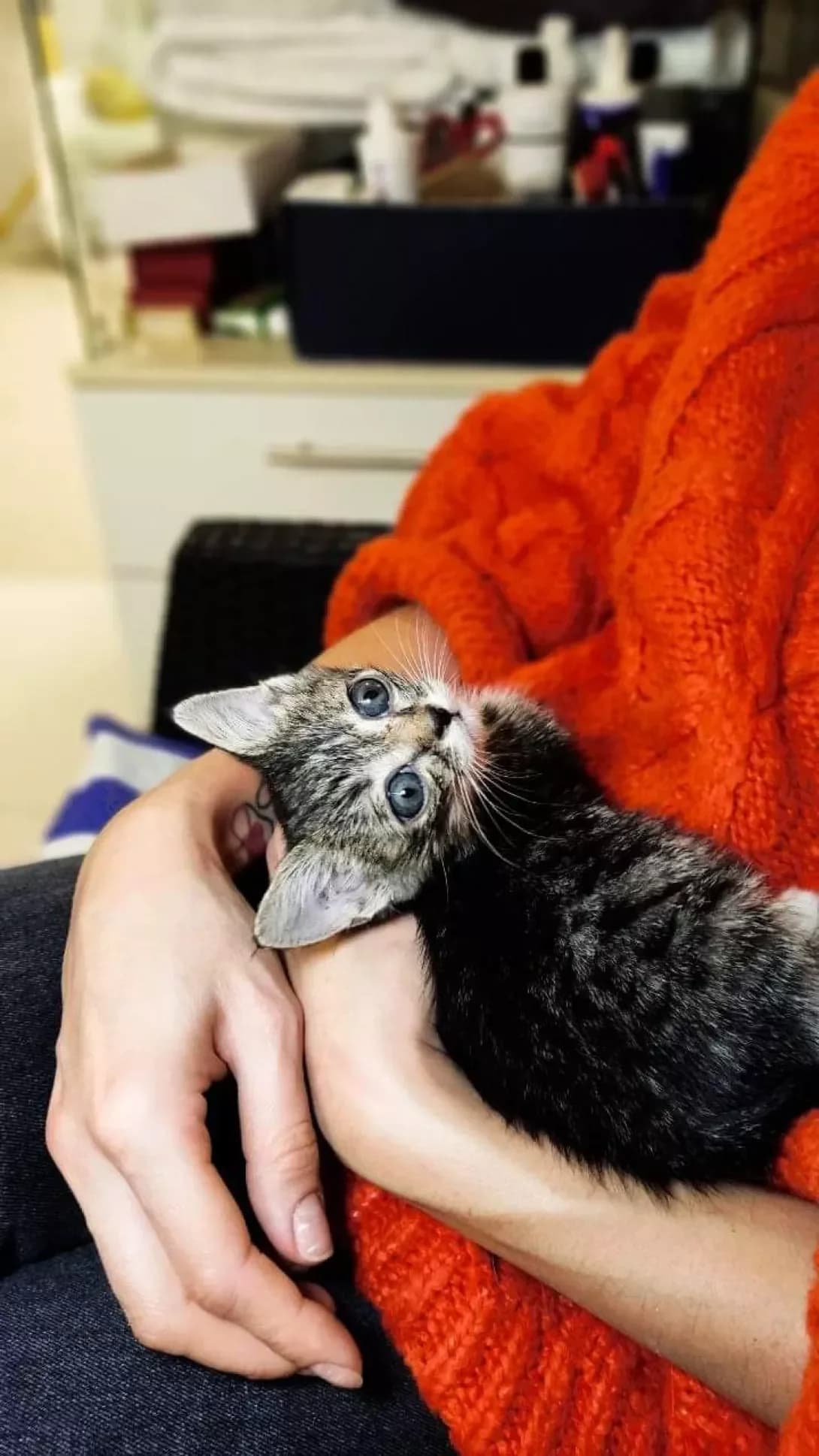 Koshenya (Кошеня), male young Mixed Breed for adoption at Happy Paw Kyiv