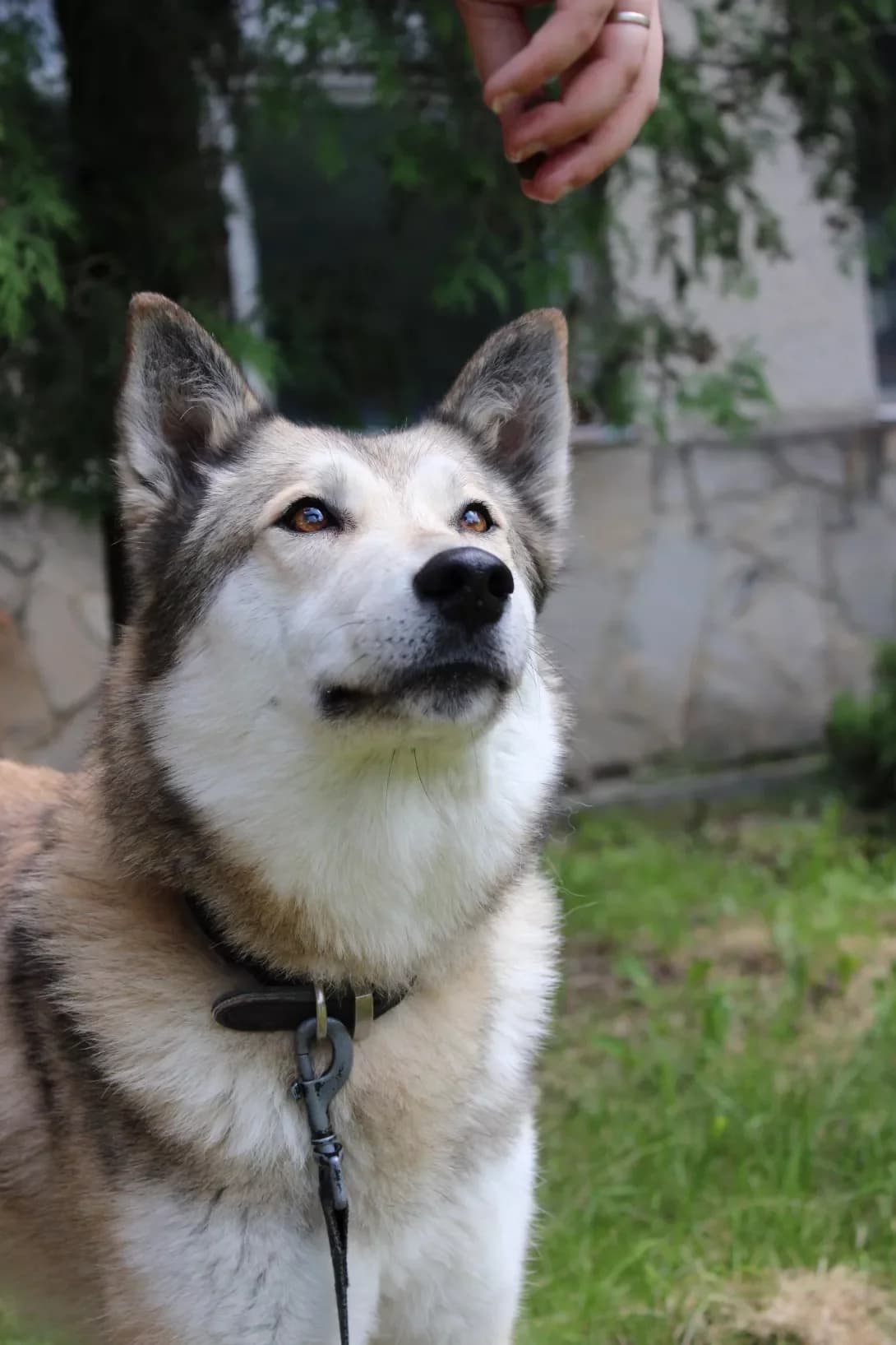 Gloriya (Глорія), female 5yo Mixed Breed for adoption at Happy Paw Lviv