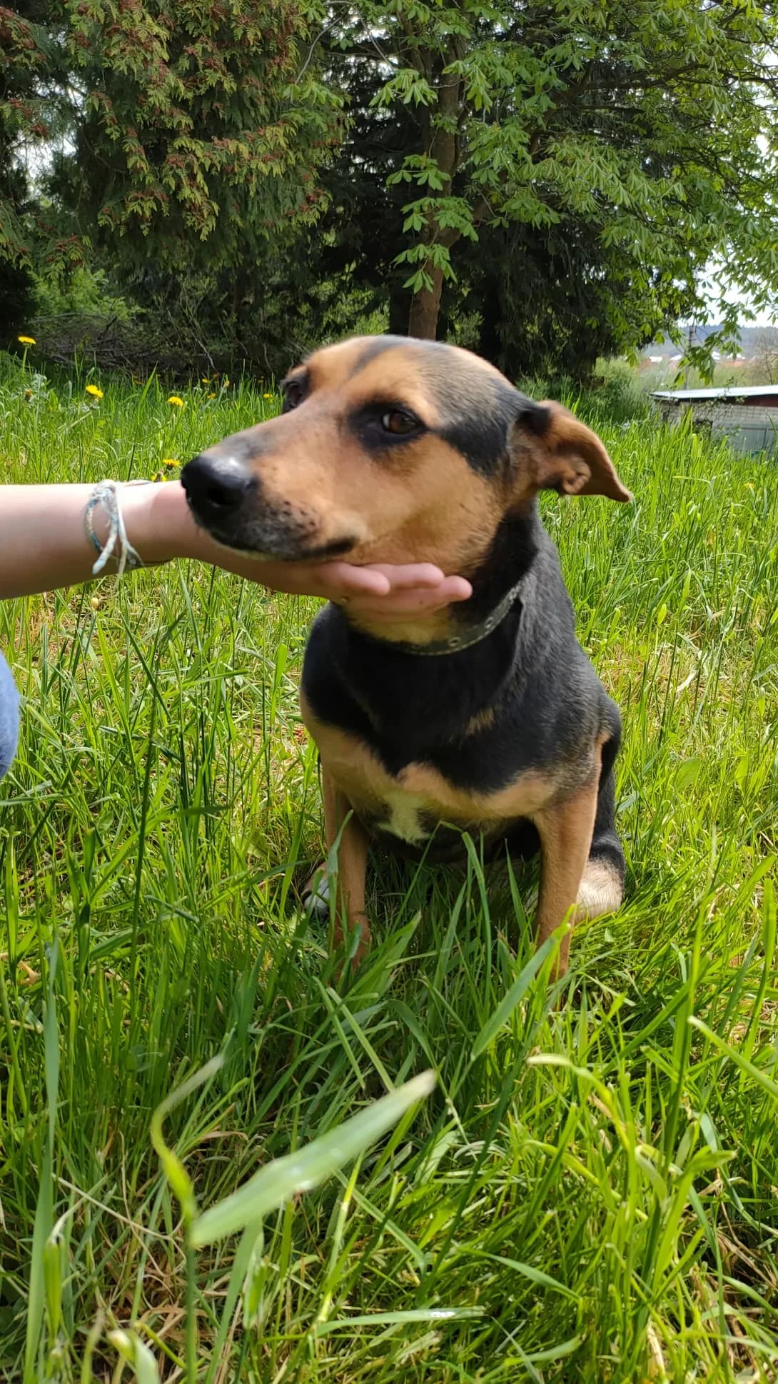 Dzhina (Джина), female 4yo Mixed Breed for adoption at Happy Paw Lviv