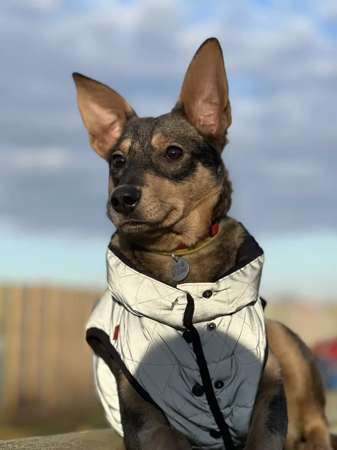 Mila (Міла), female 3yo Mixed Breed for adoption at Happy Paw Kyiv