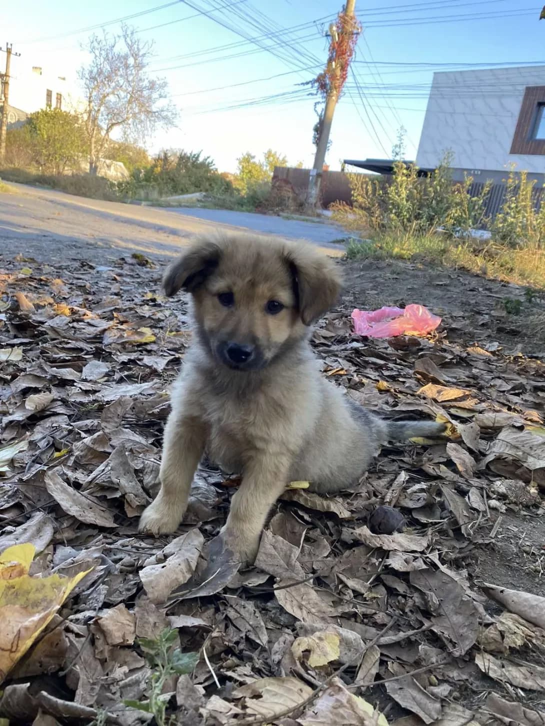 Nemaye (Немає), male young Mixed Breed for adoption at Happy Paw Odesa
