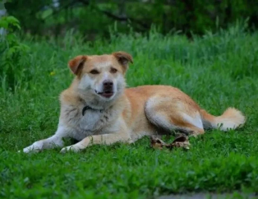 Nikita, yellow  Mixed Breed for adoption at Arme Hunde – Gran Canaria, München