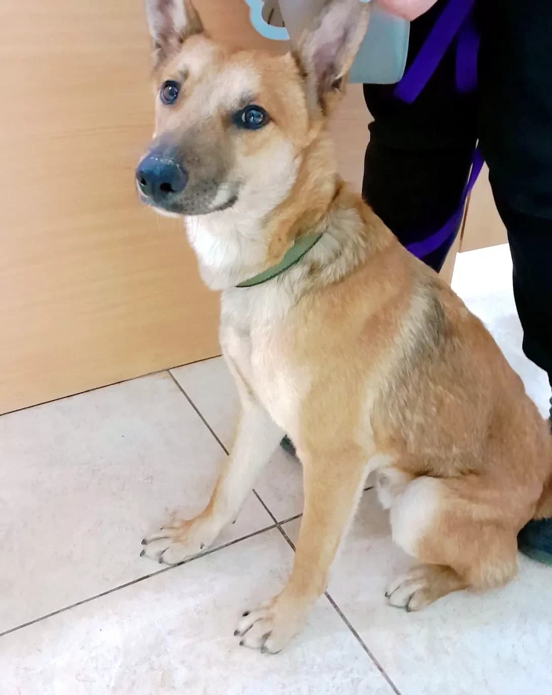 Rudik (Рудик), Mixed Breed (Happy Paw Dnipro)