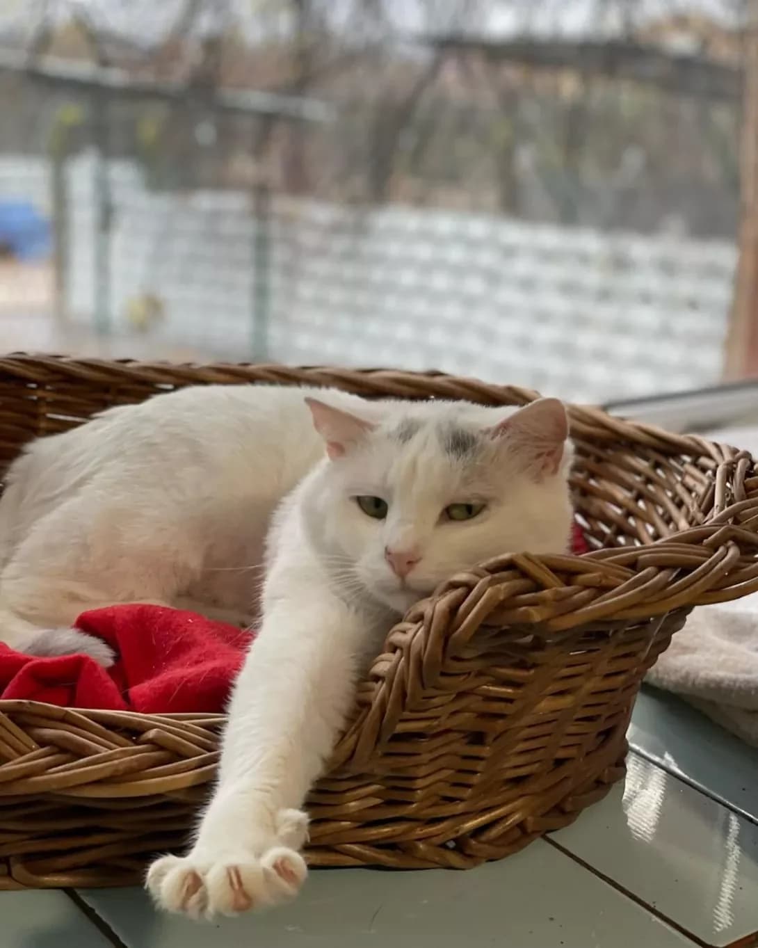 Monro (Монро), Mixed Breed (Happy Paw Kyiv Oblast)