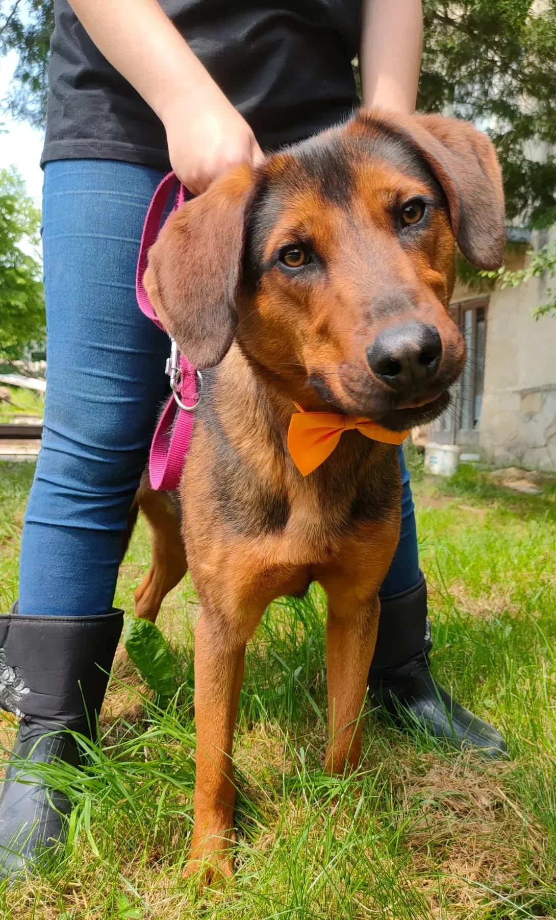 Bruk (Брук), male 4yo Mixed Breed for adoption at Happy Paw Lviv