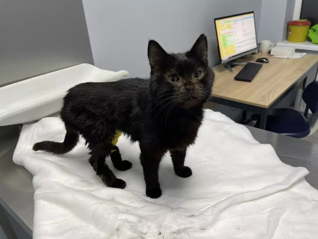 Betmen (Бетмен), male 6yo Mixed Breed for adoption at Happy Paw Odesa