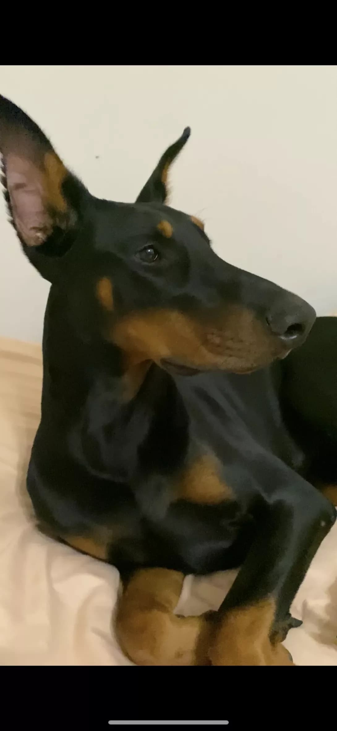 Gor (Гор), male 3yo Doberman for adoption at Happy Paw Kyiv