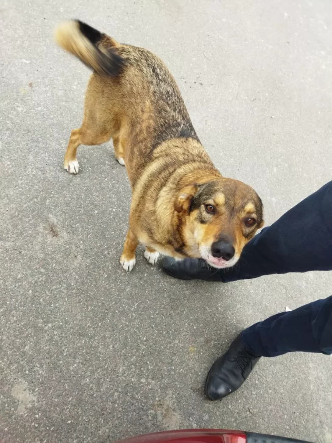 linda (лінда), female 7yo Mixed Breed for adoption at Happy Paw Kyiv