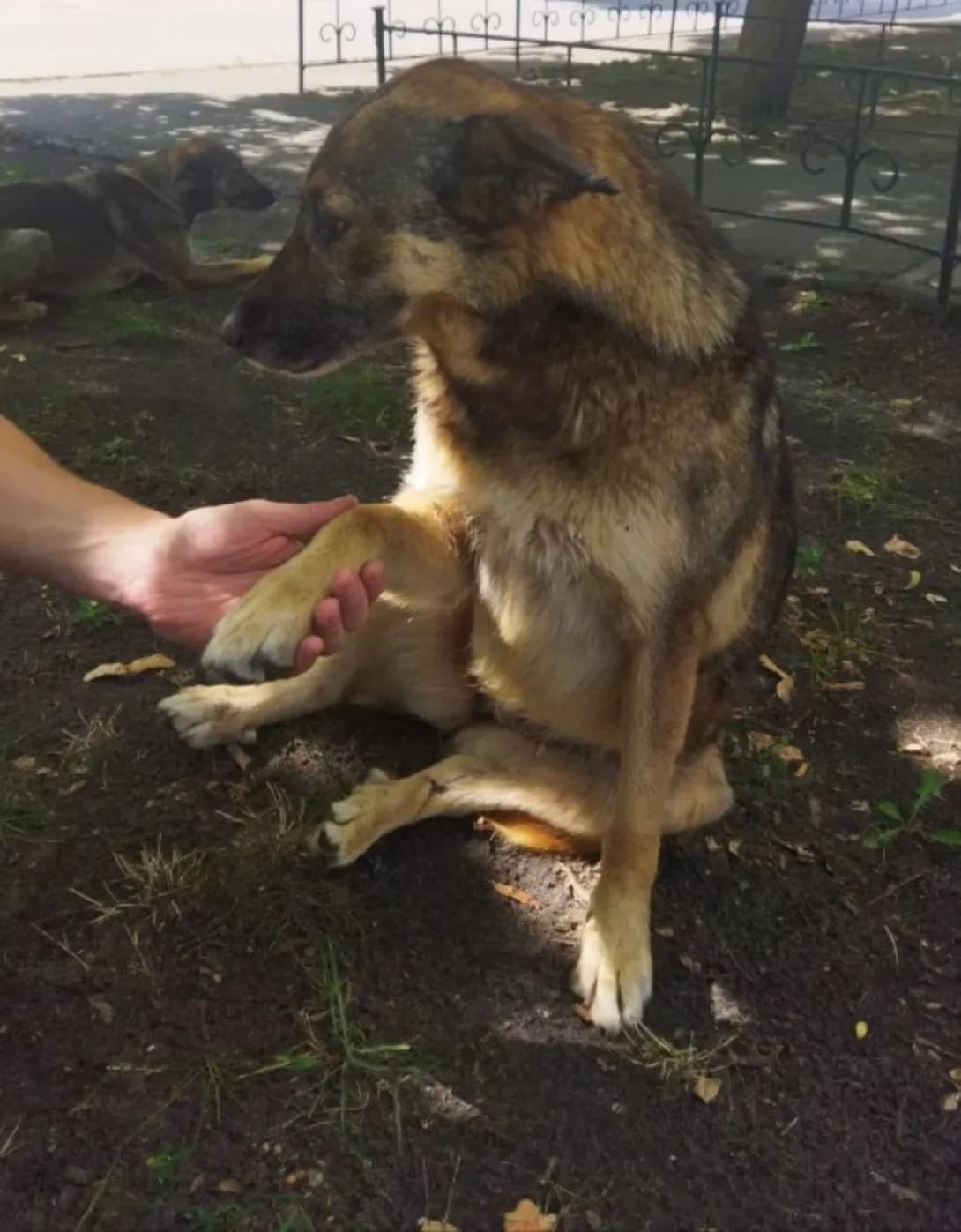 mamashka (мамашка), female senior Mixed Breed for adoption at Happy Paw Kyiv