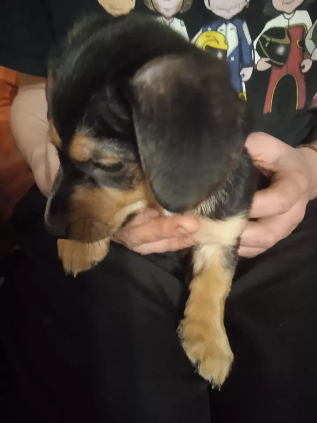 Bez klichki (Без клички), Mixed Breed (Happy Paw Kyiv Oblast)