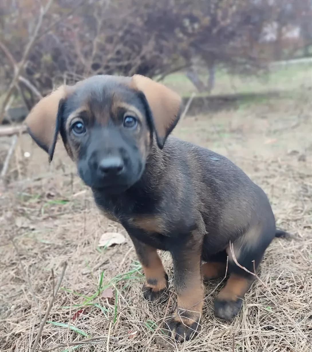 Bonya (Боня), female young Mixed Breed for adoption at Happy Paw Kyiv