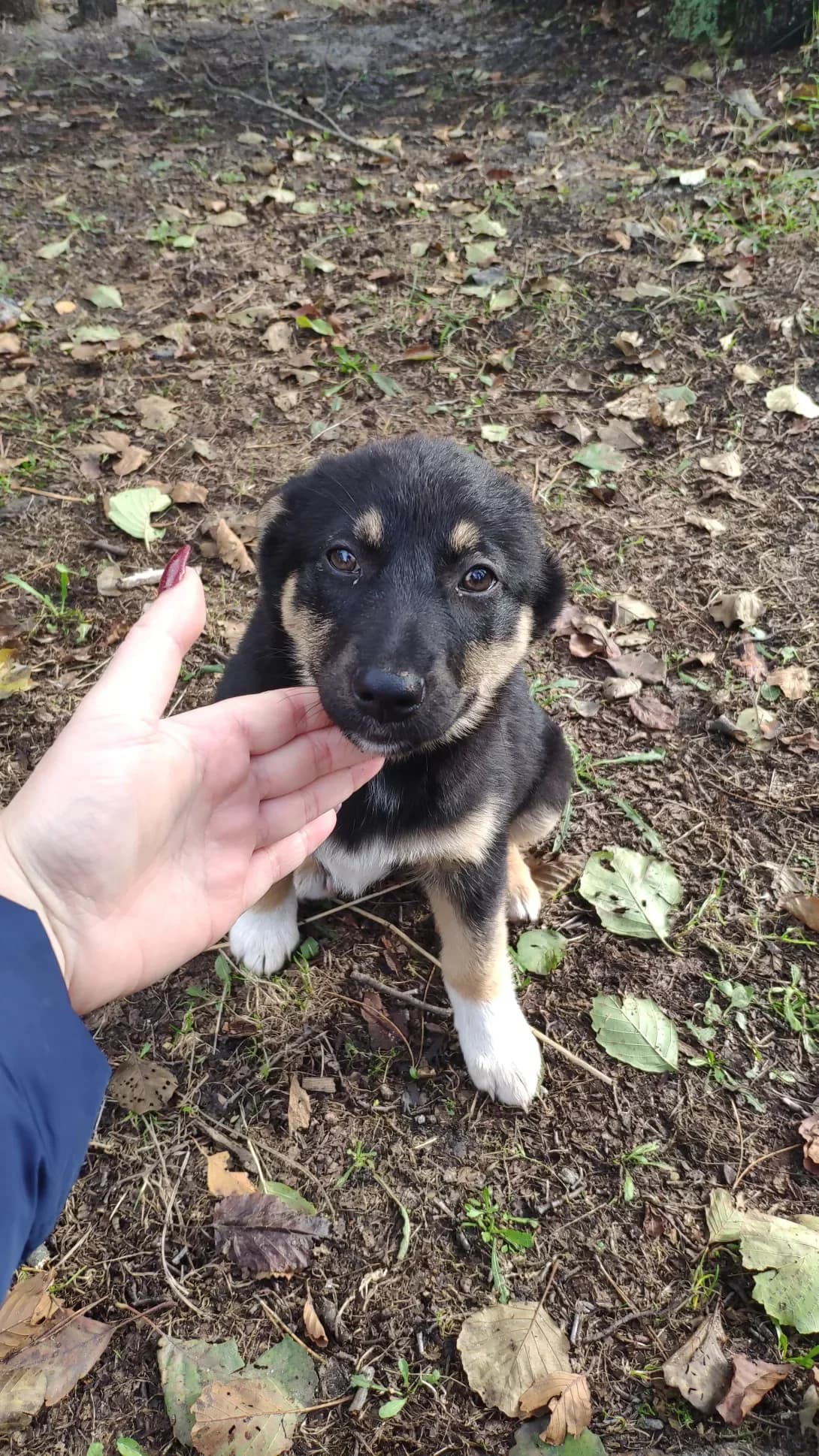 Tsutsik (Цуцик), female young Mixed Breed for adoption at Happy Paw Kyiv Oblast