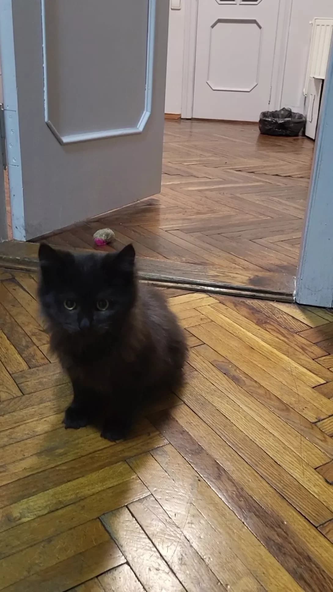 Koshenyata (Кошенята), Mixed Breed (Happy Paw Kyiv Oblast)