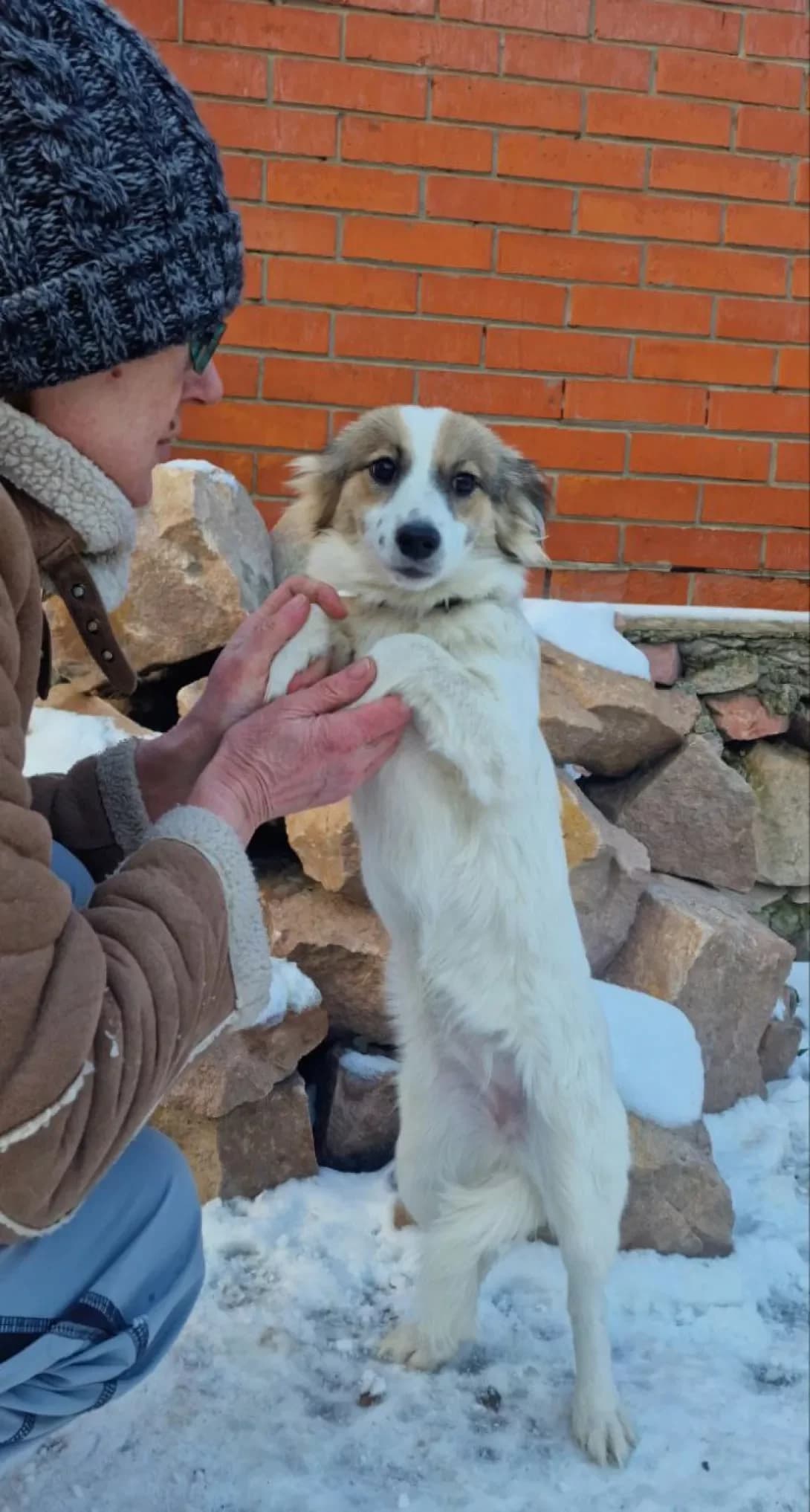 Sofi (Софі), female 3yo Mixed Breed for adoption at Happy Paw Kyiv