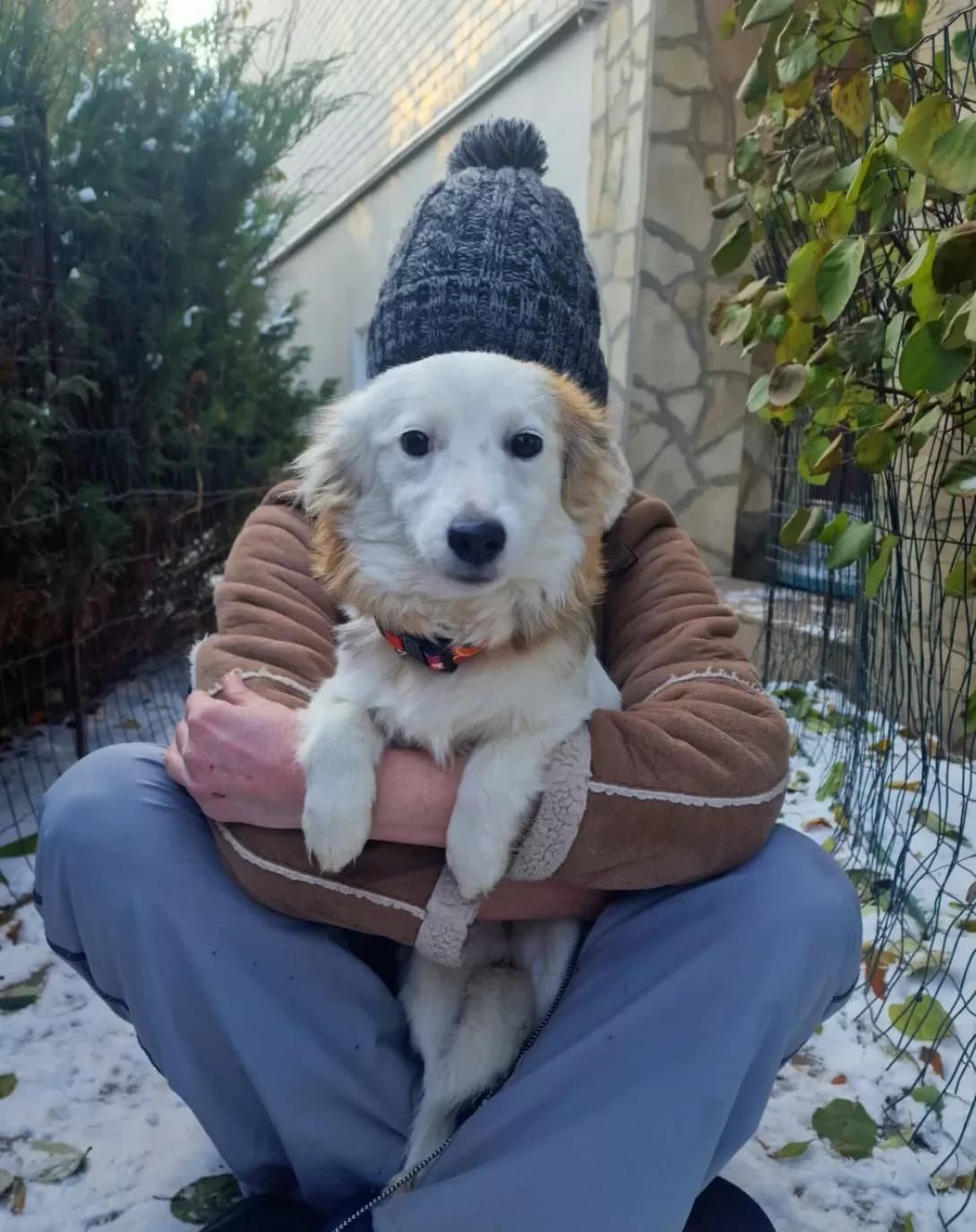 Sonya (Соня), female 3yo Mixed Breed for adoption at Happy Paw Kyiv