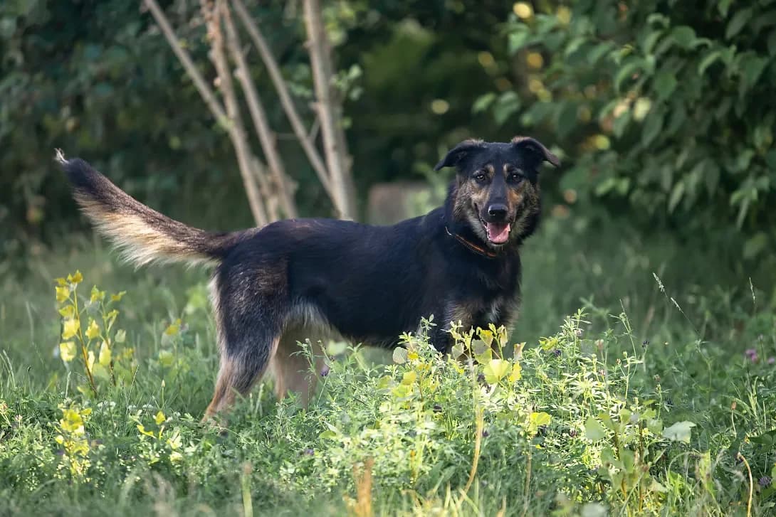 Krista (Кріста), Mixed Breed (Happy Paw Kyiv Oblast)