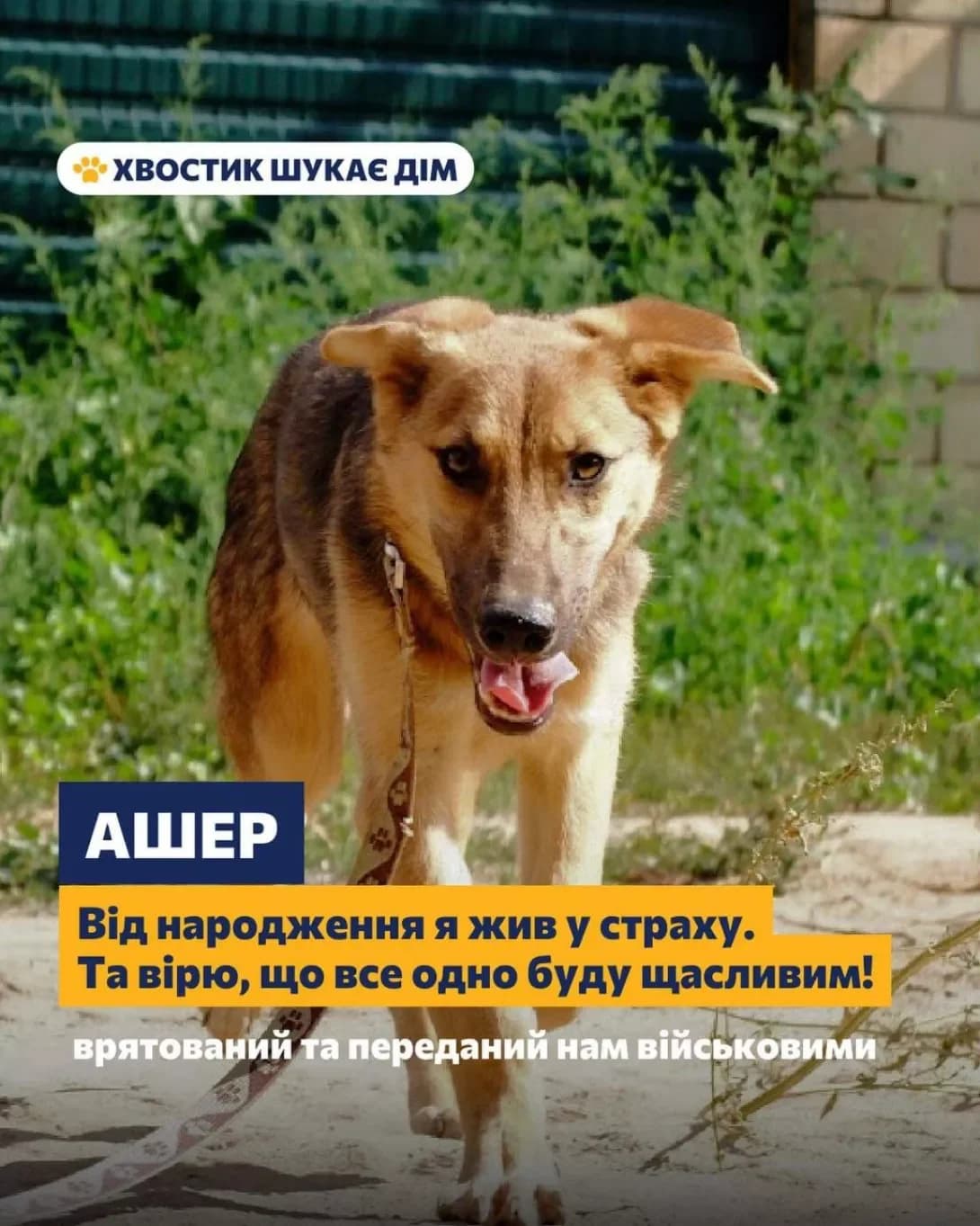 Asher (Ашер), male 3yo Mixed Breed for adoption at Happy Paw Kyiv