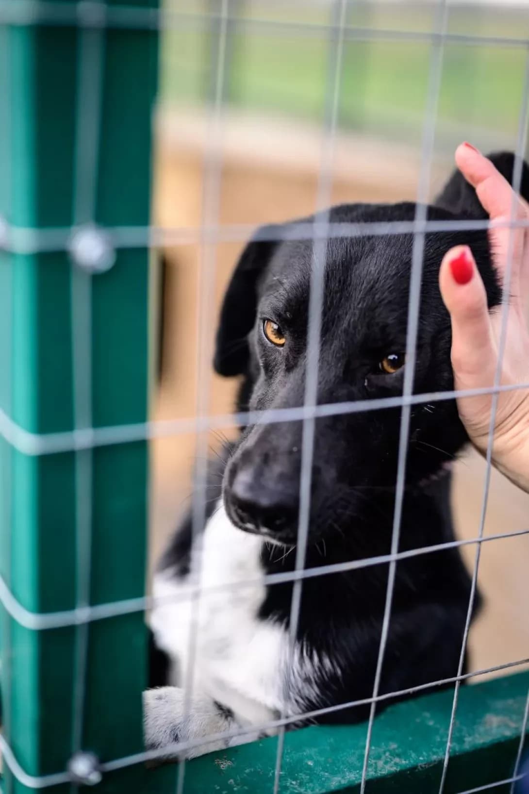 Ben (Бен), male 4yo Mixed Breed for adoption at Happy Paw Kyiv