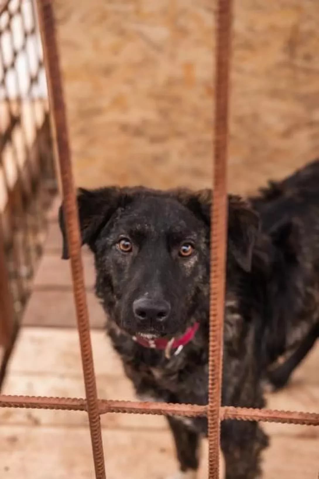 Burbon (Бурбон), male 5yo Mixed Breed for adoption at Happy Paw Kyiv