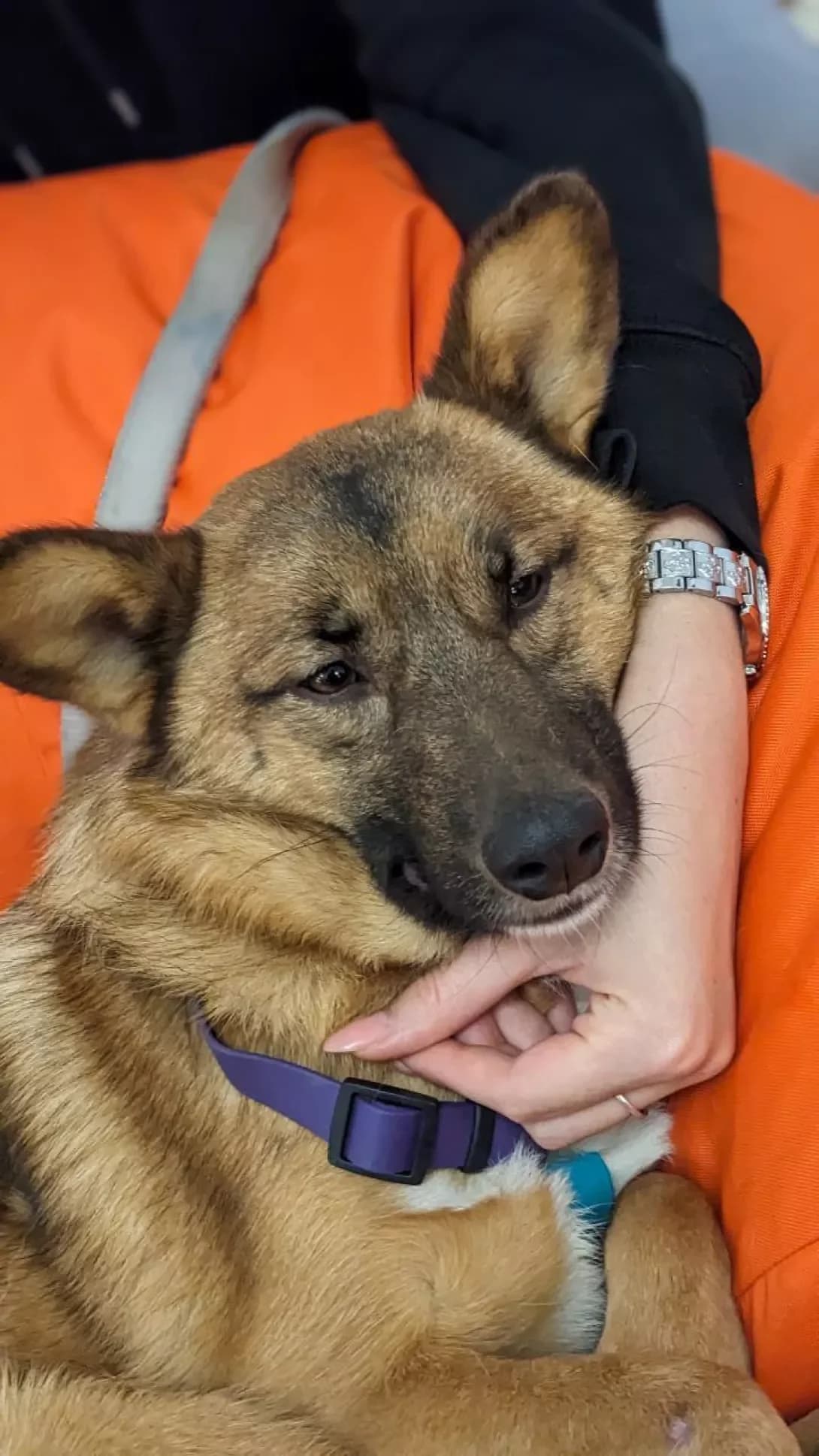 Villi (Віллі), male 4yo Mixed Breed for adoption at Happy Paw Kyiv