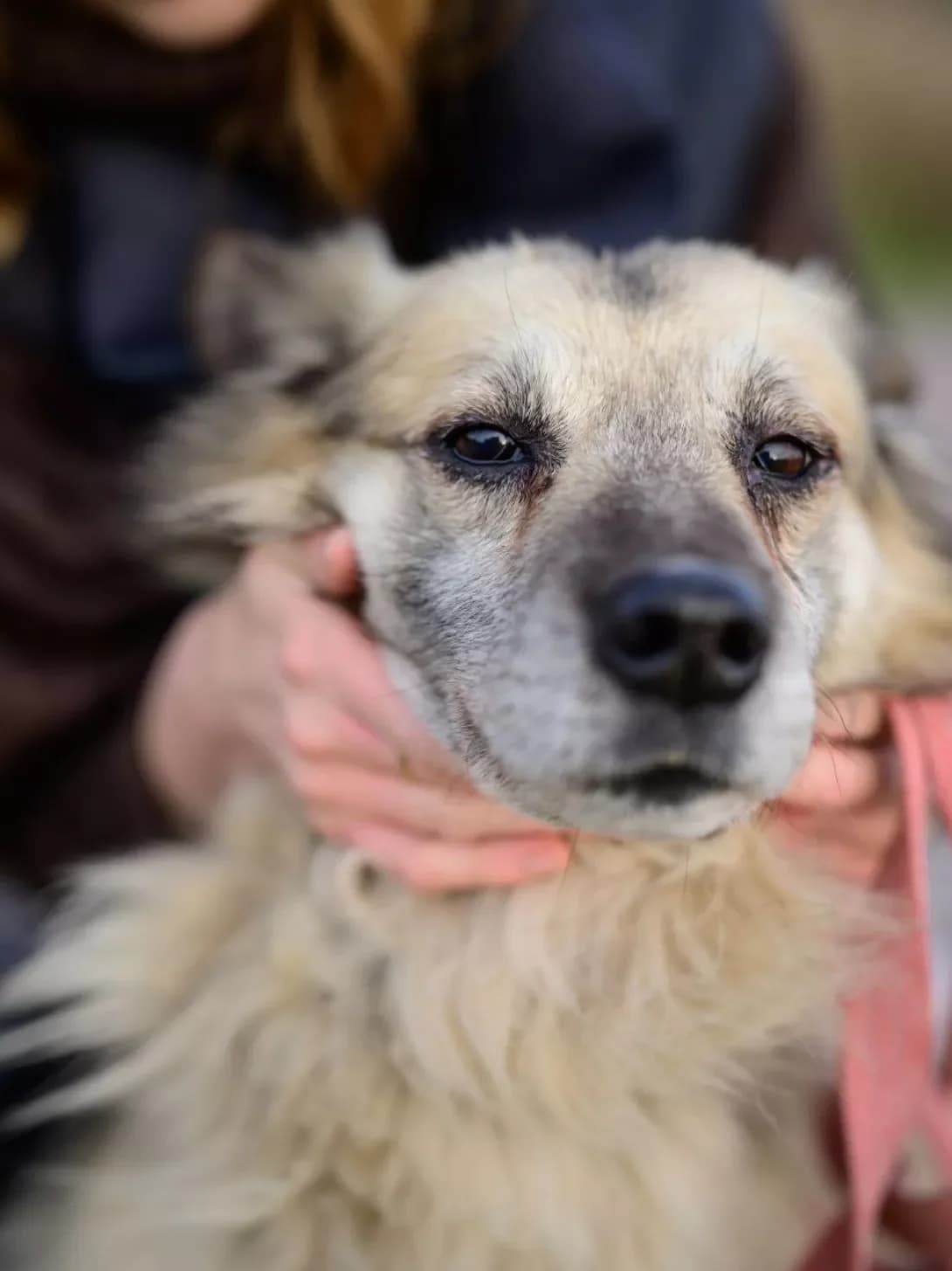 Kentukki (Кентуккі), male senior Mixed Breed for adoption at Happy Paw Kyiv