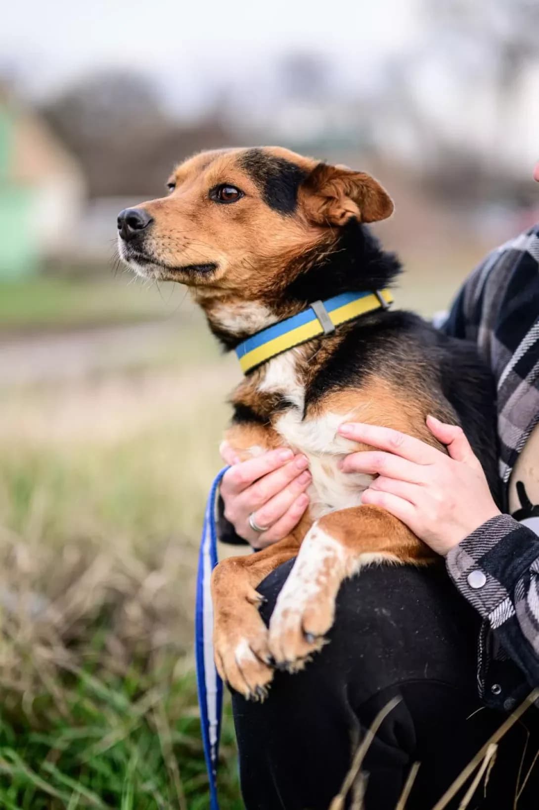 Obiymaka (Обіймака), male 7yo Mixed Breed for adoption at Happy Paw Kyiv