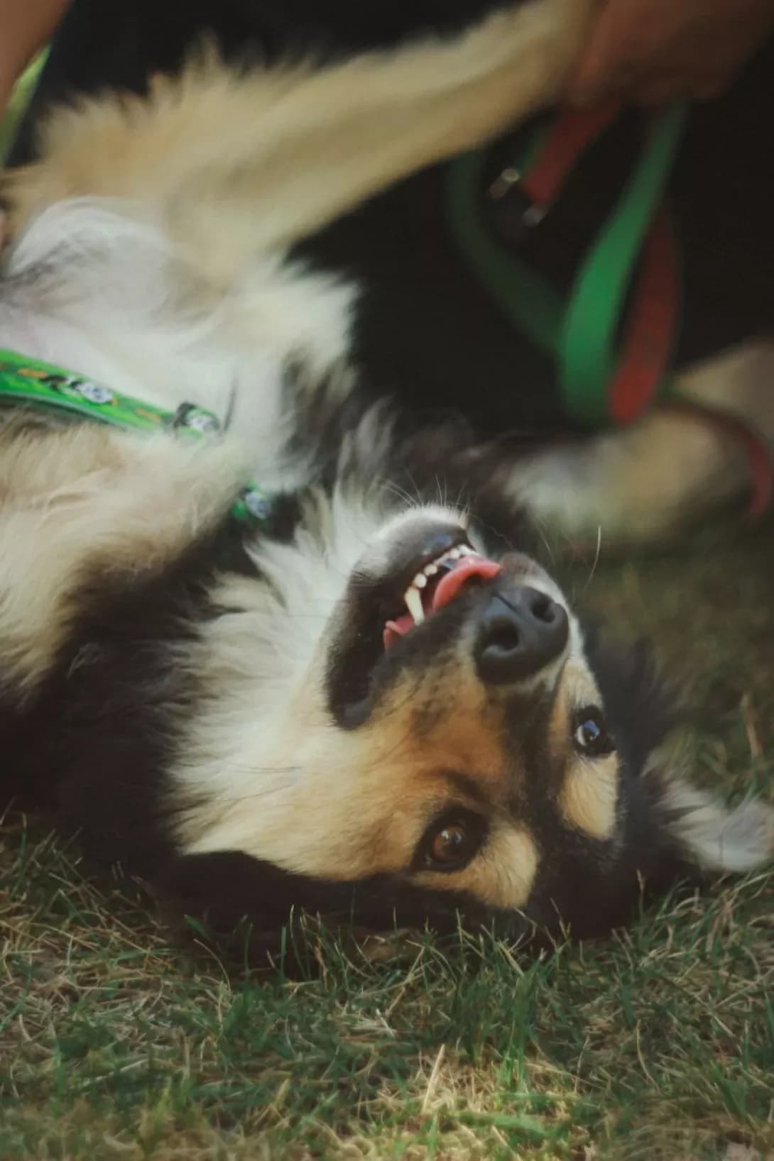Oskar (Оскар), male 3yo Mixed Breed for adoption at Happy Paw Kyiv